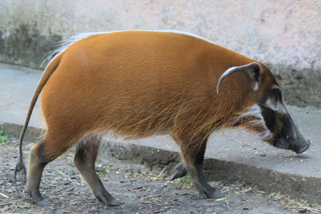 A view of a Red River Hogの写真素材
