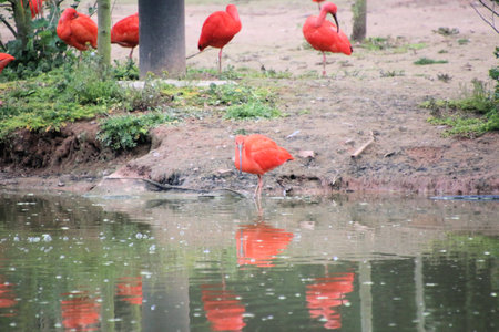 A view of a Scarlet Ibisの写真素材