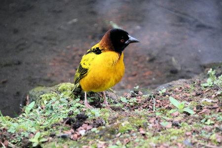 A view of a Weaver Birdの写真素材