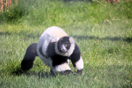 A view of a Skunk
