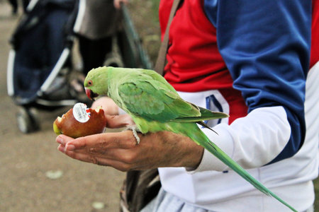 A view of a Ring Necked Parakeet in London