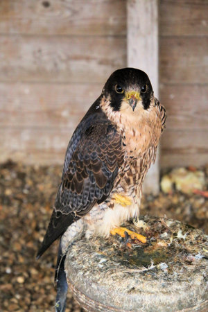 A close up of a Falcon