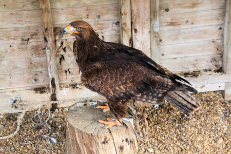 A close up of a Golden Eagle