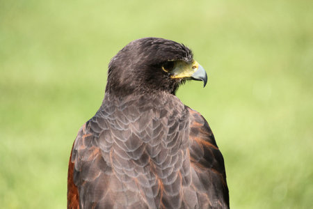 Buteo buteo, a medium-sized bird of prey