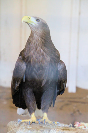 A close up of a Hawk on a post