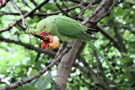 Parakeet on a tree in a park in the fall.