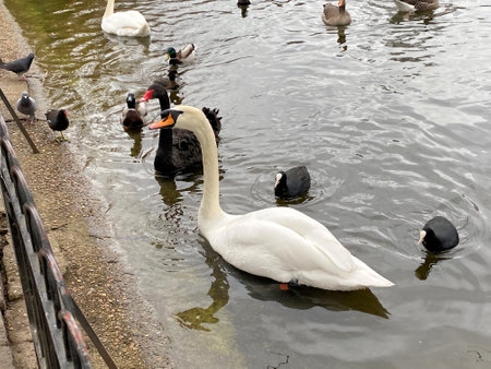 White swan swimming in the water. The mute swan, Cygnus olorの写真素材