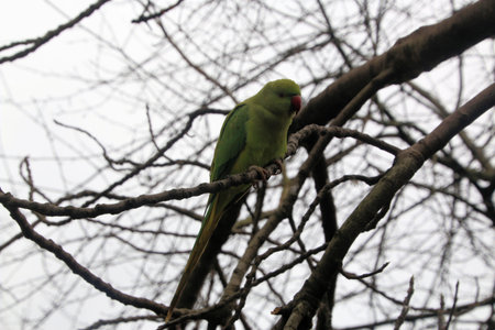 Rose Parakeet (Psittacula krameri)