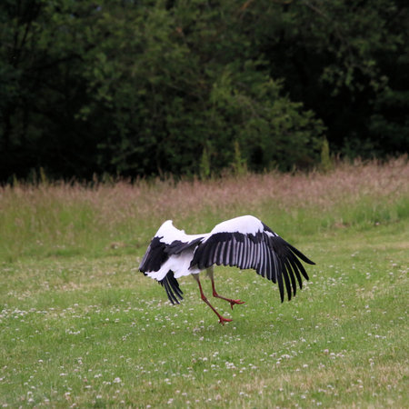 White stork (Ciconia ciconia) in the parkの写真素材