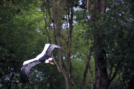 White stork, Ciconia ciconia, in flightの写真素材