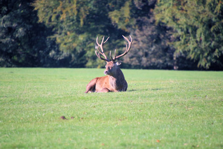 Red deer, Cervus elaphus, stag on a meadow on a sunny dayの写真素材