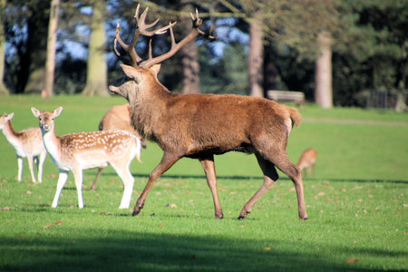 Red deer, Cervus elaphus, stag on a meadow on a sunny dayの写真素材