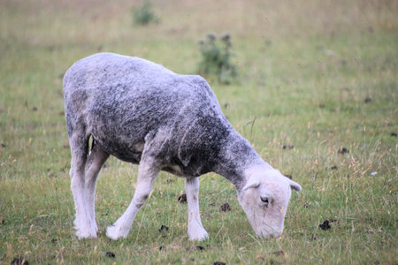 Sheep in a meadow, England, UK, Western Europeの写真素材