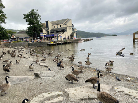 A view of Lake Windermere in the summer in the UKのeditorial素材