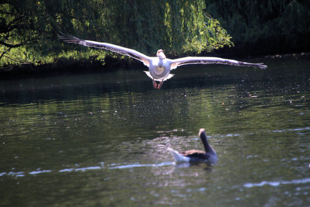 Great White Pelican (Pelecanus onocrotalus) in Londonの写真素材