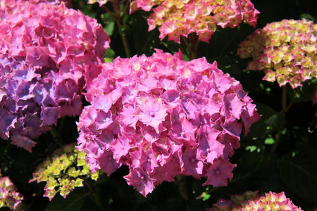 A close up of a Flower in the sunshine