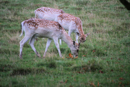 Fallow deer, Dama dama, single mammal on grass, Shropshireの写真素材