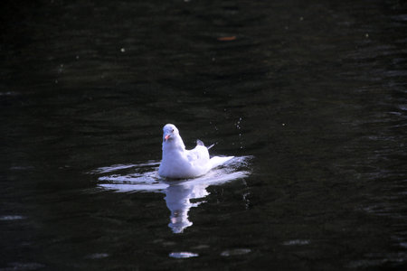 Seagull on the street of a London Park