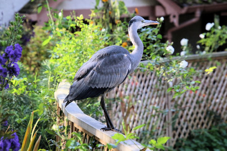 Grey heron standing on the grass in the park in autumn.の写真素材