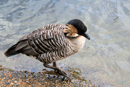 Canada Goose (Branta canadensis) standing in the waterの写真素材