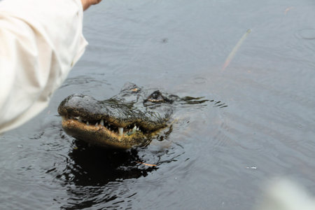 Crocodile in the water, close-up of headの写真素材