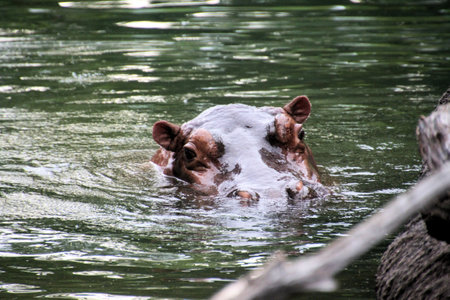Hippopotamus in the water. Hippopotamus amphibiusの写真素材
