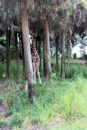 Giraffe in the wild, closeup of a giraffeの写真素材