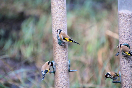 Goldfinch (Carduelis carduelis) on a feederの写真素材