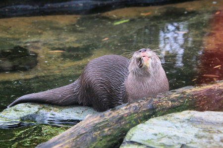 Otter standing on the sand and looking at the camera.の写真素材