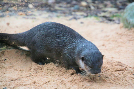 Otter standing on the sand and looking at the camera.の写真素材