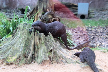 Otter standing on the sand and looking at the camera.の写真素材