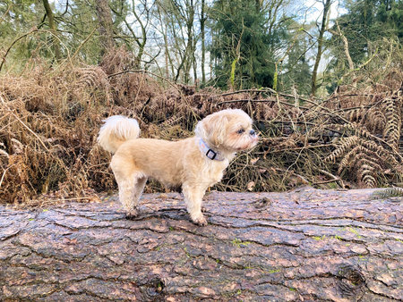 Cute little Maltese dog standing on a fallen tree trunk.