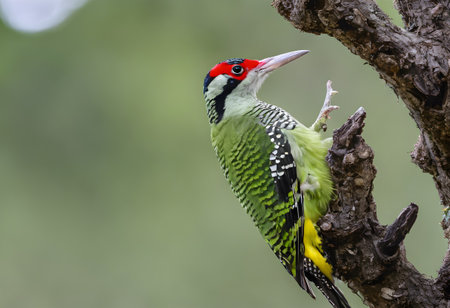 Green-headed Woodpecker (Picus benghalensis)の素材