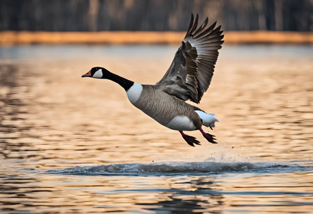 Flying Canada Goose (Branta canadensis) on the lakeの素材