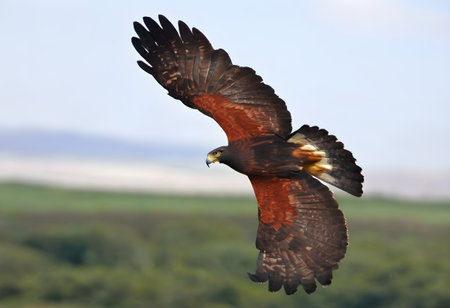 Red-backed Hawk (Buteo buteo) in flightの素材