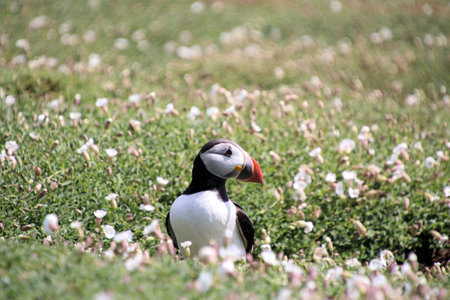 A view of an Atlantic Puffin on the Island of Skomer in South Walesの写真素材