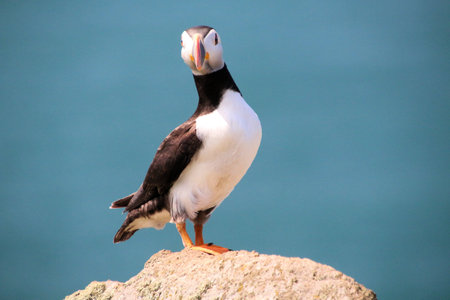 A view of an Atlantic Puffin on the Island of Skomer in South Wales