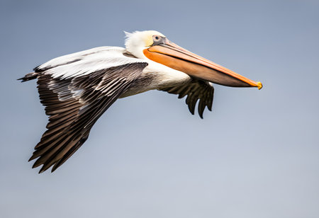 Great White Pelican (Pelecanus onocrotalus) in flightの素材