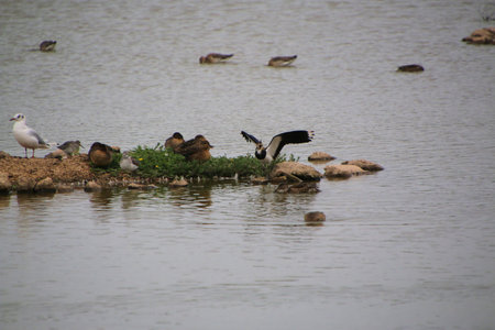 A Lapwing in flight at Slimbridge Nature Reserve