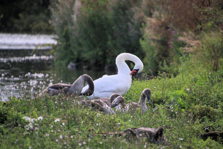 White swan swimming on the lake in the park. The mute swan, Cygnus olorの写真素材