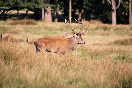 Deer grazing in the meadow in autumn, England, UK