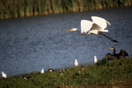 Great egret, Ardea alba, single bird in water at Venus Pool Nature Reserveの写真素材