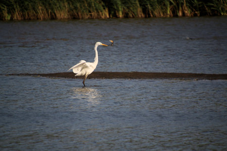 Great egret, Ardea alba, single bird in water at Venus Pool Nature Reserveの写真素材