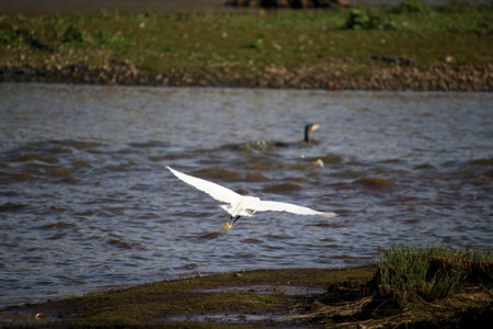 Great egret, Ardea alba, single bird in water at Venus Pool Nature Reserveの写真素材