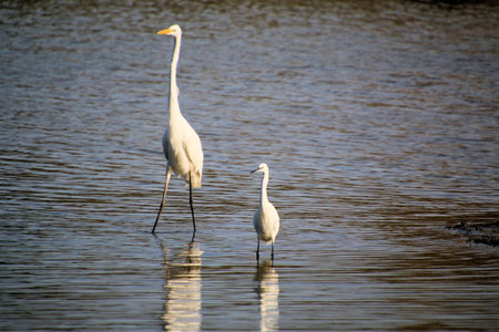 Great egret (Ardea alba) and a Little Egret in the waterの写真素材
