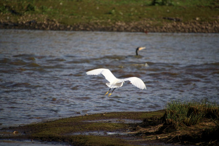 Great egret, Ardea alba, single bird in water at Venus Pool Nature Reserve