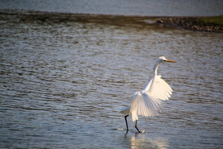 Great egret, Ardea alba, single bird in water at Venus Pool Nature Reserveの写真素材