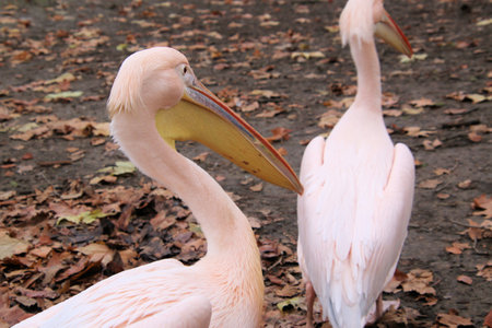 Pelican on the green grass in the park with autumn leavesの写真素材