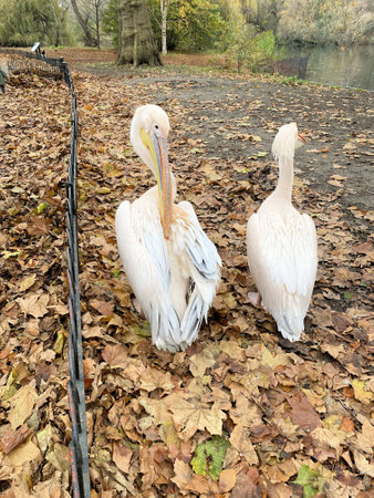Pelican on the green grass in the park with autumn leavesの写真素材