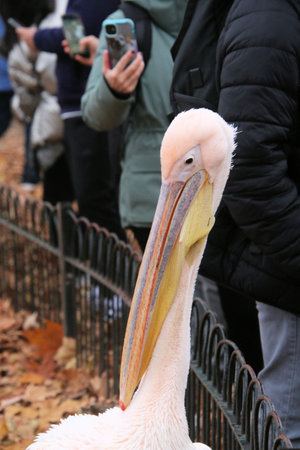 Pelican on the green grass in the park with autumn leavesの写真素材